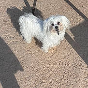 Ellie Mae joined the competition — help win amazing prizes! dog, white_dog, outdoor, shadow, sunlight, curious, pet, fur, small_dog, texture, ground, animal, looking_up, daylight, playful, companionship, cute, curly_fur, standing, backyard
