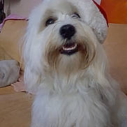 Jedy a rejoint le concours — aidez-le/la à gagner de superbes lots ! dog, white_dog, fluffy, santa_hat, hat, pet, canine, smiling, indoor, couch, furniture, living_room, happy, cute, holiday, christmas, fur, animal, companion, domestic