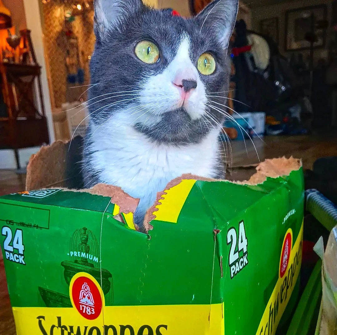 Salvador is registered to the contest to win money with this photo: box, cardboard, carnivore, carton, cat, cat_supply, domestic_short_haired_cat, event, felidae, fur, green, holiday, packaging_and_labeling, packing_materials, pet_supply, picture_frame, plastic, service, small_to_medium_sized_cats, whiskers