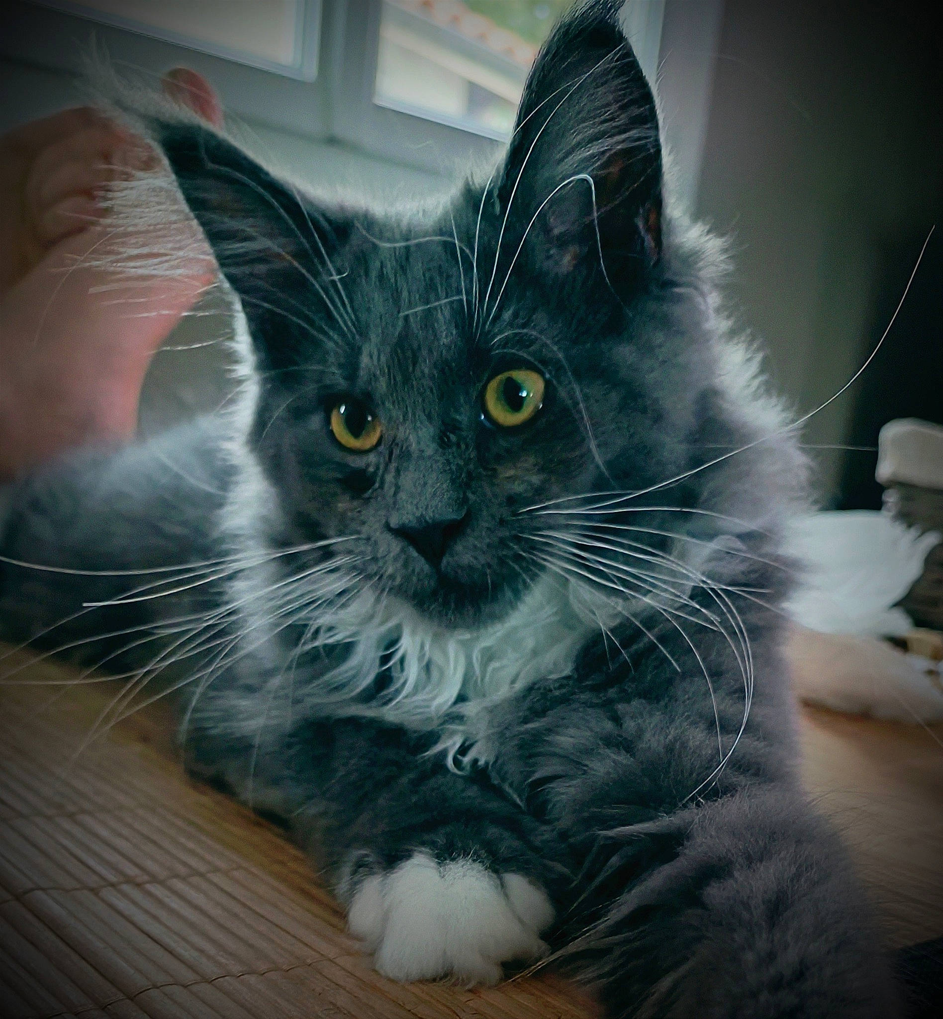 Toscane a rejoint le concours — aidez-le/la à gagner de superbes lots ! black_cat, british_longhair, carnivore, cat, comfort, domestic_short_haired_cat, eye, felidae, fur, grey, pattern, paw, small_to_medium_sized_cats, snout, tail, whiskers