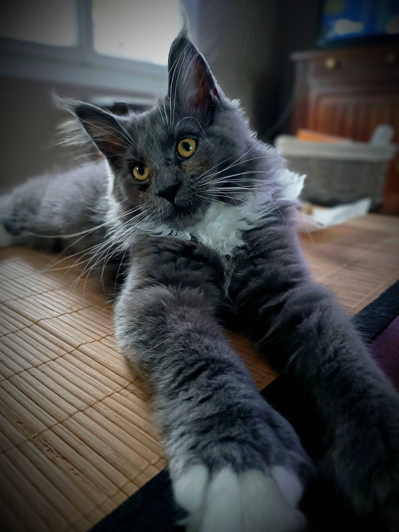 Toscane a rejoint le concours — aidez-le/la à gagner de superbes lots ! carnivore, cat, claw, comfort, domestic_short_haired_cat, felidae, fur, grey, hardwood, paw, russian_blue, sitting, small_to_medium_sized_cats, snout, tail, whiskers, window, wood