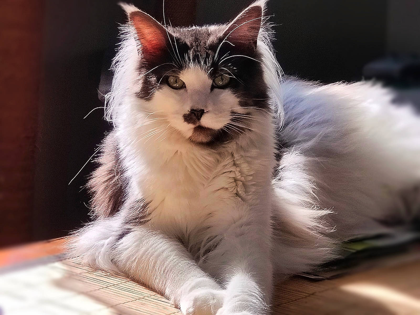 Rotschild a rejoint le concours — aidez-le/la à gagner de superbes lots ! art, carnivore, cat, claw, domestic_short_haired_cat, event, felidae, foot, fur, paw, photo_caption, sitting, small_to_medium_sized_cats, snout, tail, terrestrial_animal, whiskers, window