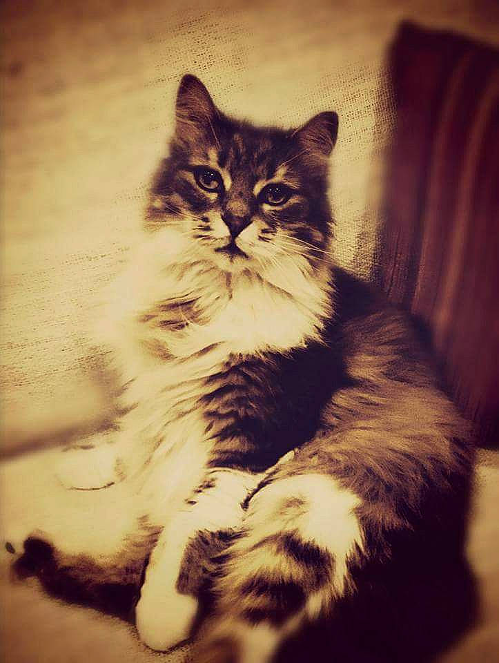 Coyote a rejoint le concours — aidez-le/la à gagner de superbes lots ! american_curl, asian, british_semi_longhair, carnivore, cat, cymric, domestic_long_haired_cat, domestic_short_haired_cat, european_shorthair, eye, felidae, fur, kitten, mammal, norwegian_forest_cat, ragamuffin, siberian, small_to_medium_sized_cats, whiskers, wild_cat