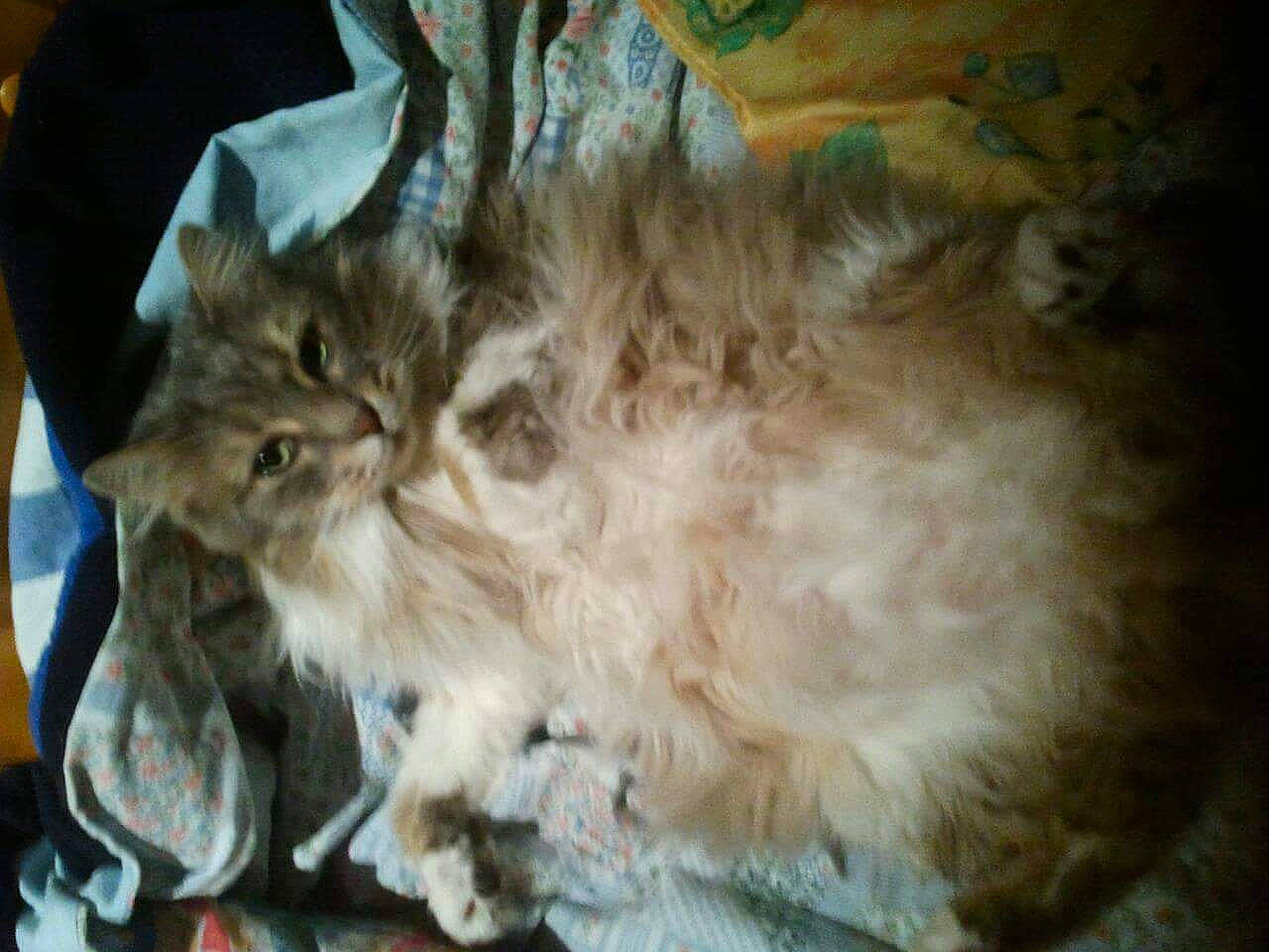 Coyote a rejoint le concours — aidez-le/la à gagner de superbes lots ! asian_semi_longhair, carnivore, cat, domestic_long_haired_cat, felidae, fur, kitten, maine_coon, mammal, norwegian_forest_cat, persian, ragamuffin, selkirk_rex, small_to_medium_sized_cats, vertebrate, whiskers