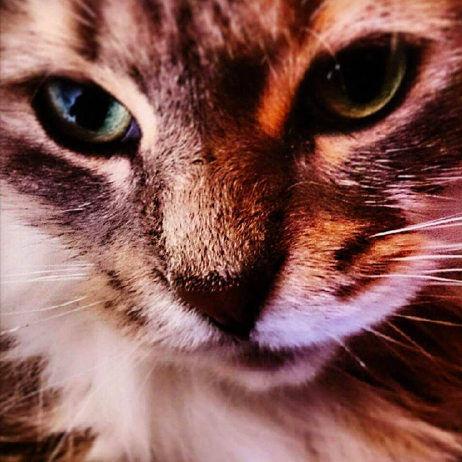 Coyote participe au concours pour gagner de l'argent avec cette photo : aegean_cat, american_wirehair, asian, carnivore, cat, close_up, european_shorthair, eye, face, felidae, fur, mammal, nose, organ, photography, sky, small_to_medium_sized_cats, snout, tabby_cat, whiskers