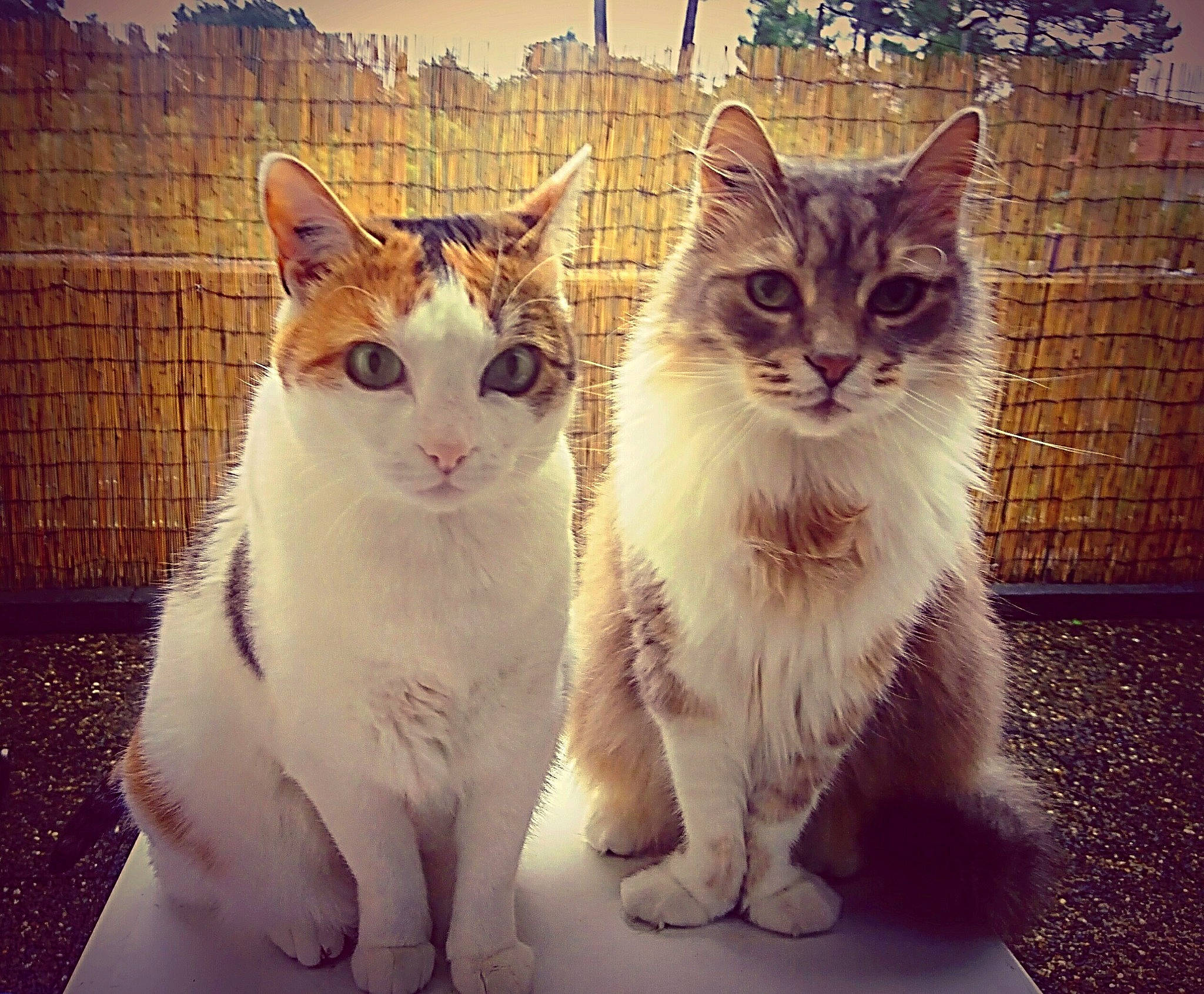 Kheops participe au concours pour gagner de l'argent avec cette photo : aegean_cat, american_wirehair, asian, carnivore, cat, domestic_short_haired_cat, european_shorthair, felidae, kitten, love, mammal, polydactyl_cat, sky, small_to_medium_sized_cats, tabby_cat, tail, turkish_van, vertebrate, whiskers