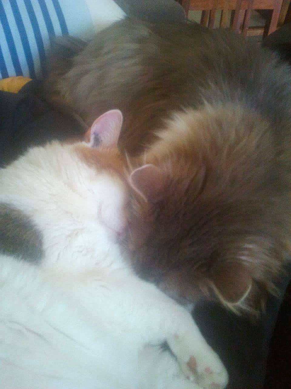 Kheops participe au concours pour gagner de l'argent avec cette photo : carnivore, cat, domestic_long_haired_cat, ear, fawn, felidae, fur, kitten, nap, norwegian_forest_cat, polydactyl_cat, skin, sleep, small_to_medium_sized_cats, tail, whiskers