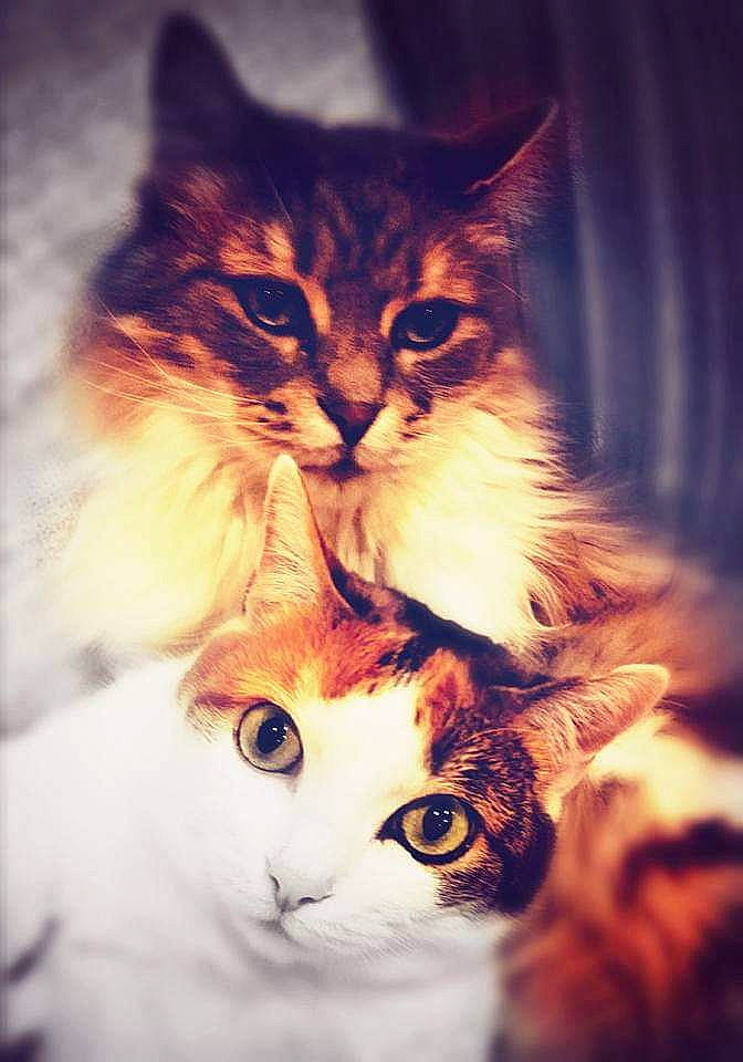 Kheops a rejoint le concours — aidez-le/la à gagner de superbes lots ! aegean_cat, american_curl, american_wirehair, asian, british_semi_longhair, carnivore, cat, domestic_long_haired_cat, domestic_short_haired_cat, european_shorthair, felidae, fur, kitten, mammal, norwegian_forest_cat, ragamuffin, siberian, small_to_medium_sized_cats, snout, whiskers