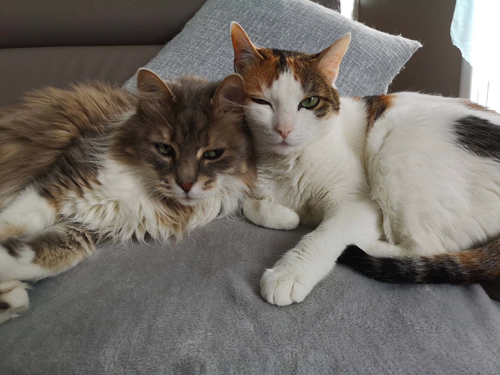 Kheops participe au concours pour gagner de l'argent avec cette photo : aegean_cat, american_wirehair, asian, carnivore, cat, domestic_short_haired_cat, european_shorthair, fawn, felidae, fur, kitten, mammal, paw, polydactyl_cat, small_to_medium_sized_cats, tabby_cat, tail, whiskers