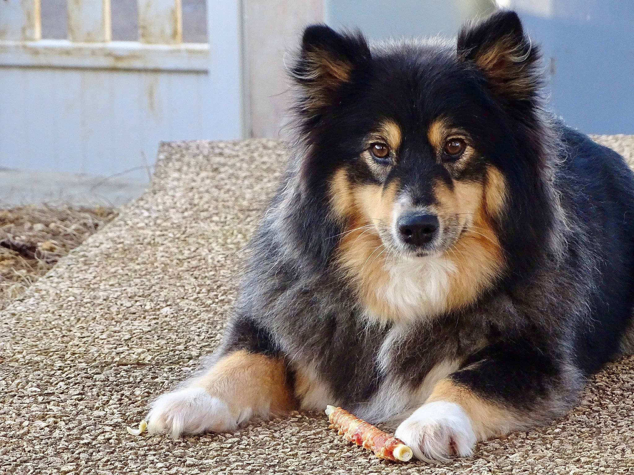 Roxy participe au concours pour gagner de l'argent avec cette photo : ancient_dog_breeds, art, canidae, carnivore, companion_dog, dog, dog_breed, fur, herding_dog, puppy, snout, sporting_group, terrestrial_animal, whiskers, wildlife, window, working_animal, working_dog