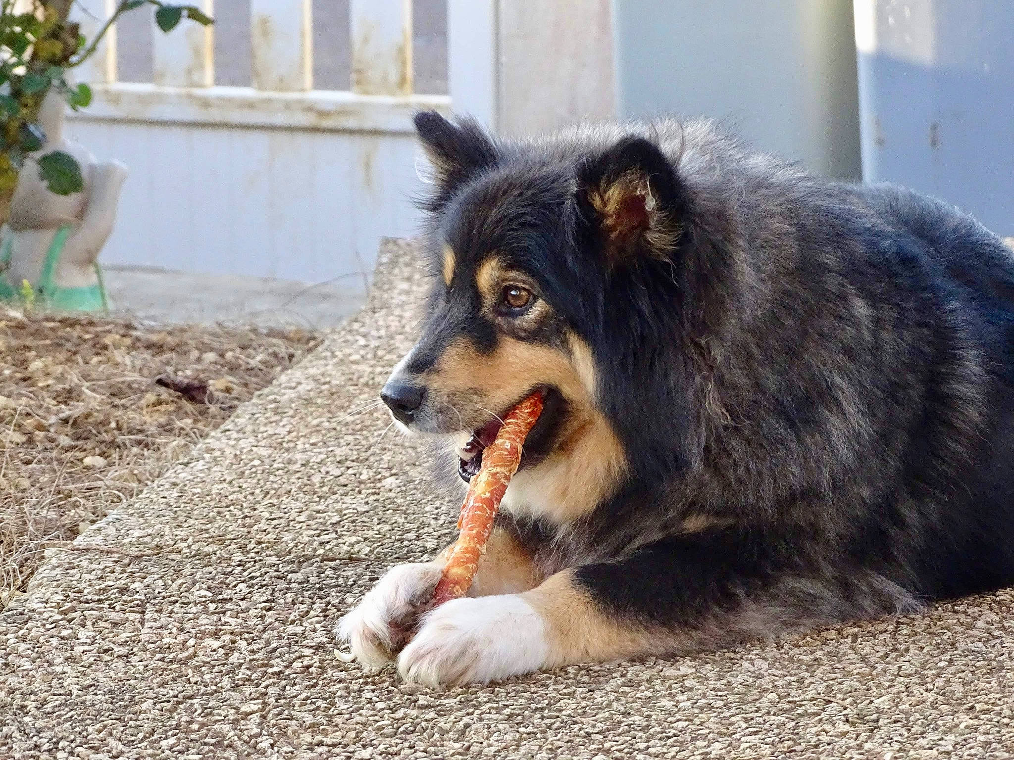 Roxy a rejoint le concours — aidez-le/la à gagner de superbes lots ! ancient_dog_breeds, canidae, canis, carnivore, collar, companion_dog, dog, dog_breed, flowerpot, fur, herding_dog, houseplant, plant, puppy, snout, sporting_group, terrestrial_animal, whiskers, working_animal, working_dog