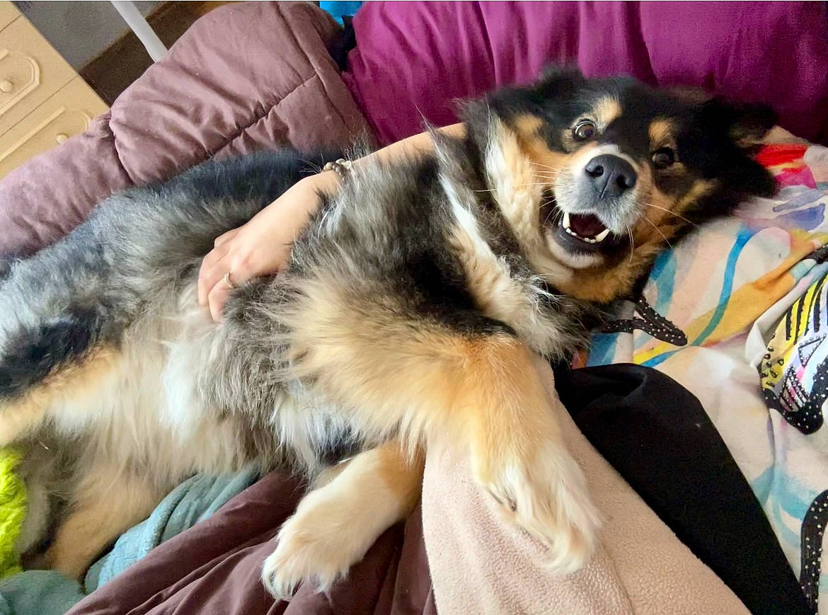 Roxy a rejoint le concours — aidez-le/la à gagner de superbes lots ! canidae, carnivore, comfort, companion_dog, couch, dog, dog_breed, dog_supply, fawn, fur, herding_dog, paw, puppy, snout, sporting_group, working_animal, working_dog