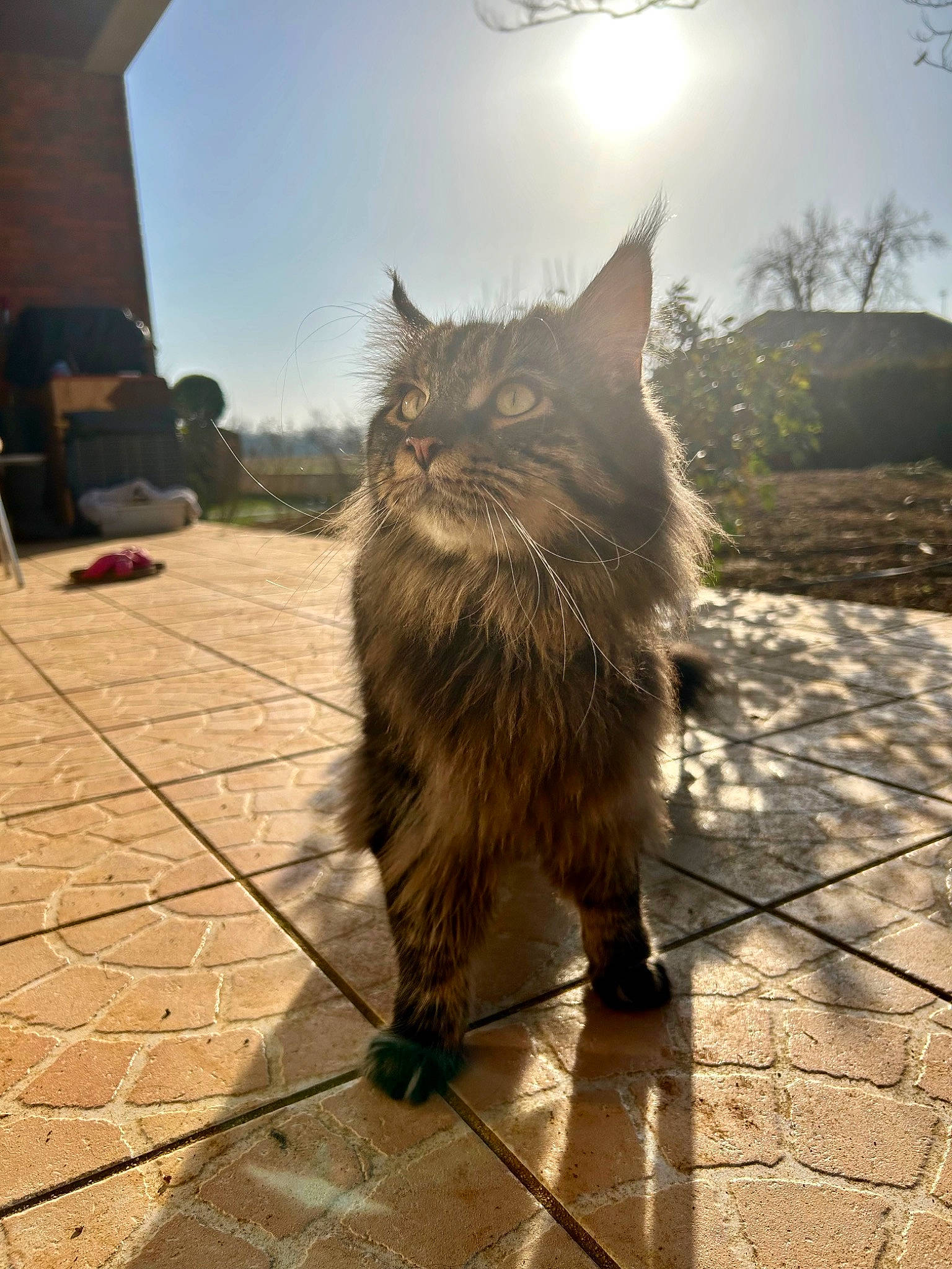 Tiger a rejoint le concours — aidez-le/la à gagner de superbes lots ! carnivore, cat, fawn, felidae, floor, flooring, fur, grass, hardwood, plant, road_surface, sky, small_to_medium_sized_cats, snout, sunlight, tail, tints_and_shades, tree, whiskers, wood