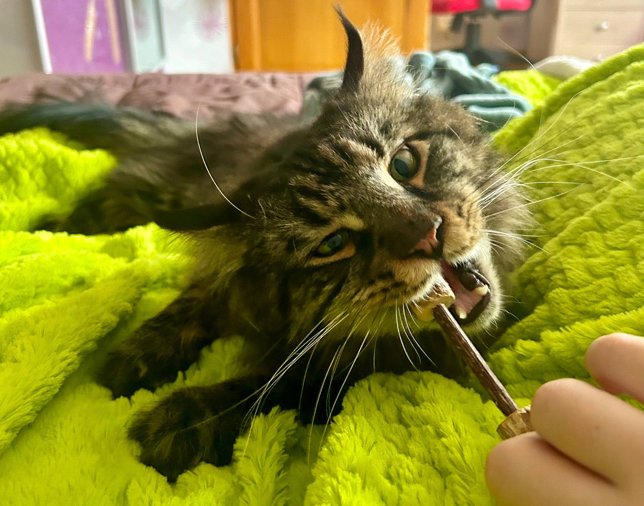 Tiger participe au concours pour gagner de l'argent avec cette photo : carnivore, cat, claw, comfort, domestic_short_haired_cat, felidae, fur, grass, green, paw, plant, small_to_medium_sized_cats, snout, terrestrial_animal, whiskers