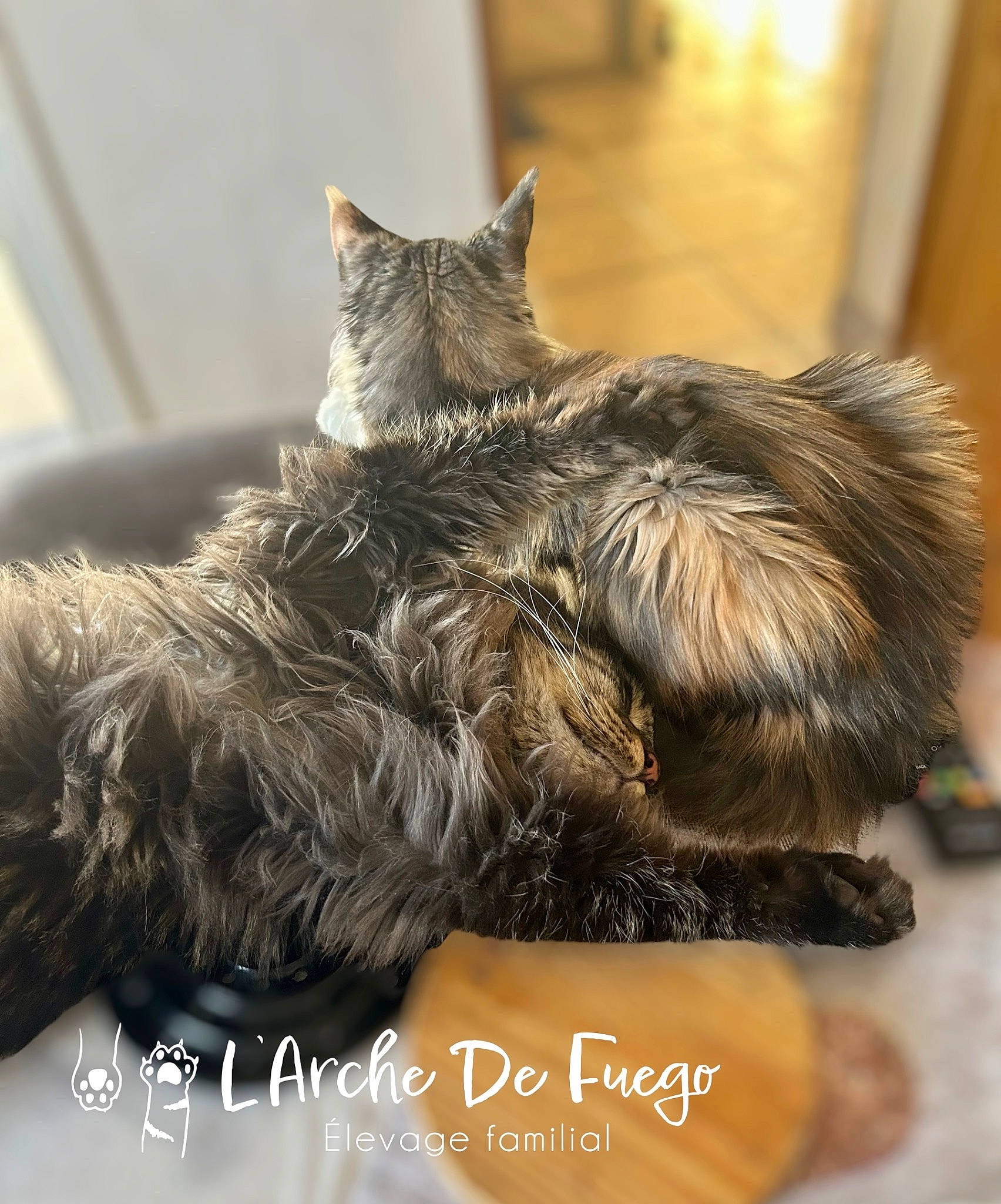 Tiger participe au concours pour gagner de l'argent avec cette photo : carnivore, cat, claw, comfort, domestic_short_haired_cat, fawn, felidae, flooring, fur, grey, paw, sitting, small_to_medium_sized_cats, snout, tail, terrestrial_animal, whiskers