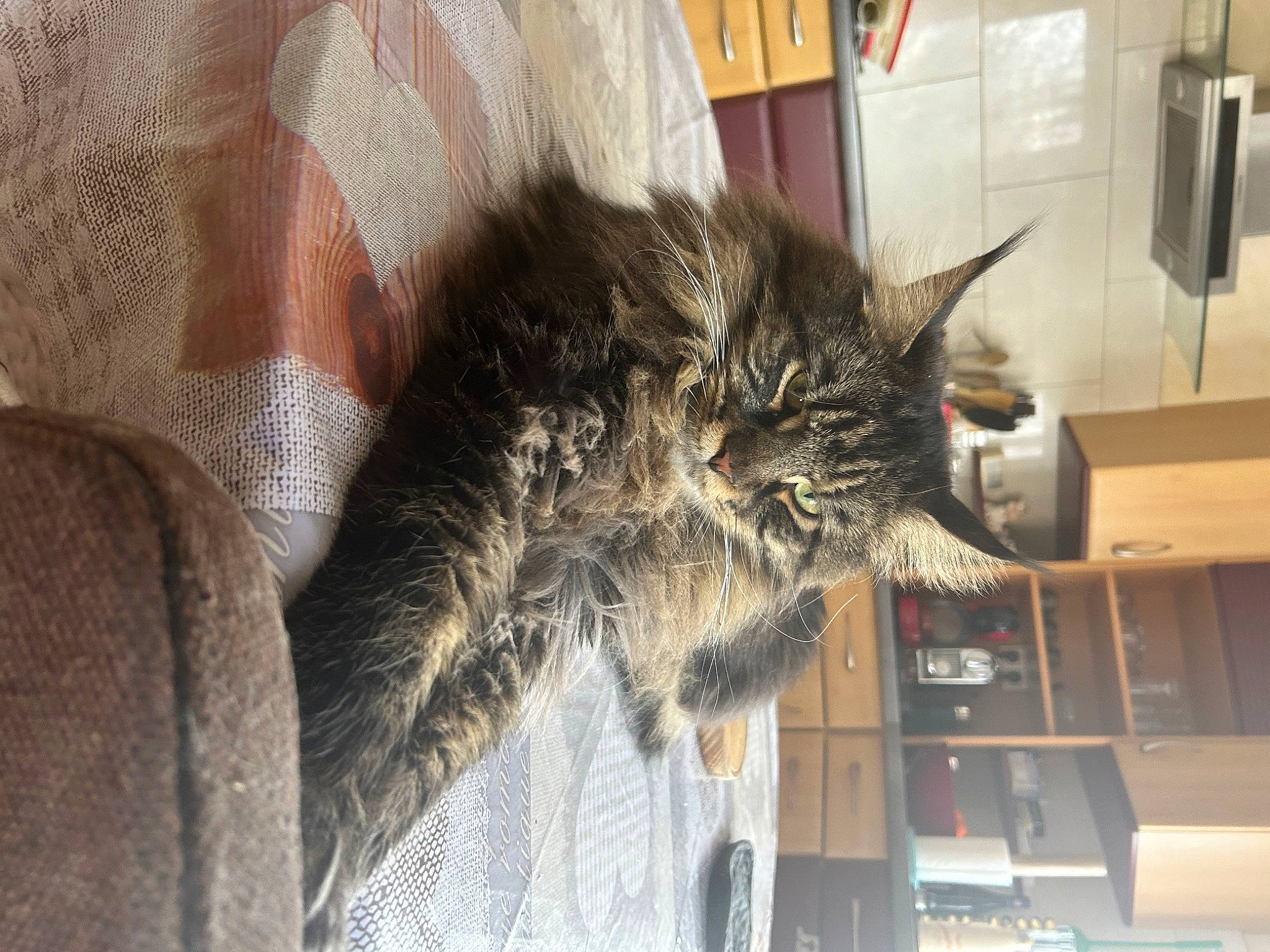 Tiger a rejoint le concours — aidez-le/la à gagner de superbes lots ! carnivore, cat, claw, comfort, domestic_short_haired_cat, felidae, fur, grey, home_appliance, nap, small_to_medium_sized_cats, tail, whiskers