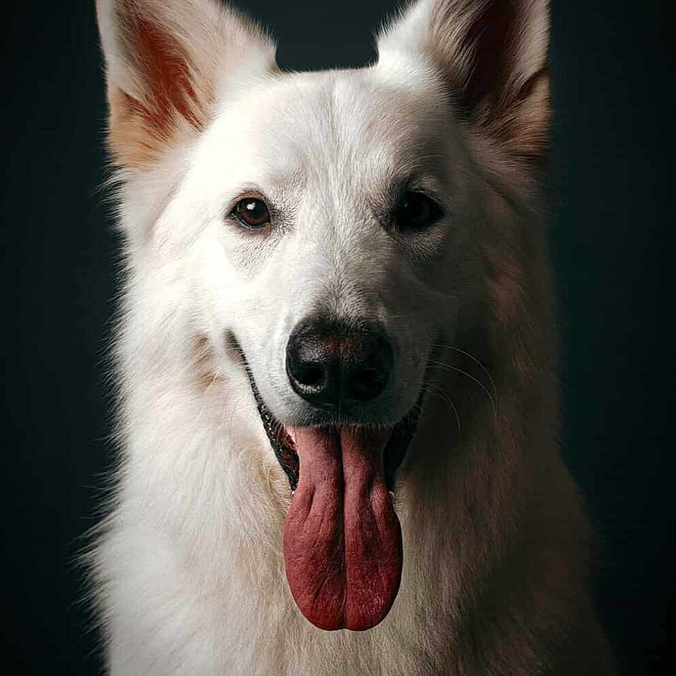 Upsi participe au concours pour gagner de l'argent avec cette photo : animal, canine, close_up, dark_background, dog, domestic_animal, ears_up, fluffy, friendly, fur, happy, headshot, muzzle, nose, pet, portrait, smiling, studio_lighting, tongue_out, white_dog