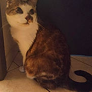 Mookie participe au concours pour gagner de l'argent avec cette photo : cat, animal, pet, feline, indoor, floor, tile, curious, sitting, whiskers, tail, brown, white, fur, mammal, domestic, quiet, corner, looking, eyes