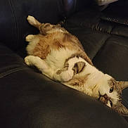 Mookie participe au concours pour gagner de l'argent avec cette photo : animal, cat, comfort, couch, cozy, cute, domestic_animal, ears, feline, fur, home, indoor, laying_down, lazy, leather, pet, relaxed, resting, sleepy, whiskers