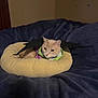 Parker is registered to the contest to win money with this photo: animal, bat_wings, beige_cat, blanket, calm, cat, close_up, comfort, costume, cozy, cute, domestic_animal, feline, indoor, pet_bed, portrait, relaxation, resting, sleeping_area, soft_bed
