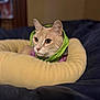 Parker is registered to the contest to win money with this photo: animal, bed, beige, cat, closeup, comfortable, cozy, cute, ears, feline, fur, green, hood, indoor, looking, pet, purple, resting, soft, whiskers