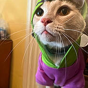 Parker joined the competition — help win amazing prizes! animal, cat, close_up, clothing, curious, cute, domestic_cat, ears, eyes, face, feline, fur, hoodie, indoor, mammal, pet, pink_nose, portrait, whiskers, young