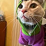animal, cat, close_up, clothing, curious, cute, domestic_cat, ears, eyes, face, feline, fur, hoodie, indoor, mammal, pet, pink_nose, portrait, whiskers, young
