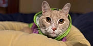 Parker joined the competition — help win amazing prizes! animal, bed, blurred_background, brown, cat, closeup, comfortable, cozy, cute, eyes, feline, hoodie, indoor, pet, portrait, resting, soft, warm, whiskers, yellow