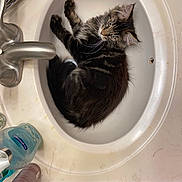 Moose Aka-Moo Moo is registered to the contest to win money with this photo: bathroom, brush, cat, countertop, cute, faucet, fluffy, hand_soap, indoor, kitten, marble_countertop, pet, portrait, relaxed, sink, sitting, soap, tabby, toilet_paper, whiskers