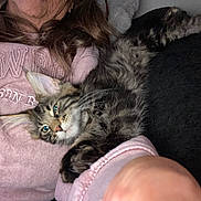 Moose joined the competition — help win amazing prizes! kitten, cat, pet, person, sweater, pink, fur, whiskers, closeup, indoor, cuddling, lap, hair, chin, cozy, relaxing, living_room, portrait, cute, animal