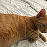 animal, bed, cat, comfort, cozy, cute, domestic_cat, feline, fur, home, indoor, mammal, orange_tabby, pet, relaxing, resting, sleepy, soft, whiskers, white_bedspread