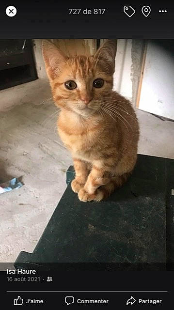 Rose a rejoint le concours — aidez-le/la à gagner de superbes lots ! carnivore, cat, claw, curious, domestic_short_haired_cat, eye, fawn, felidae, foot, fur, paw, photo_caption, sitting, small_to_medium_sized_cats, snout, tail, terrestrial_animal, whiskers, wildlife