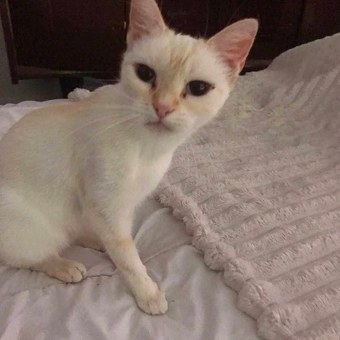 Blanche participe au concours pour gagner de l'argent avec cette photo : animal, bed, blanket, cat, cozy, cream_colored, curious, cute, domestic, ears, feline, fur, indoor, looking, paws, pet, resting, sleepy, soft_texture, whiskers