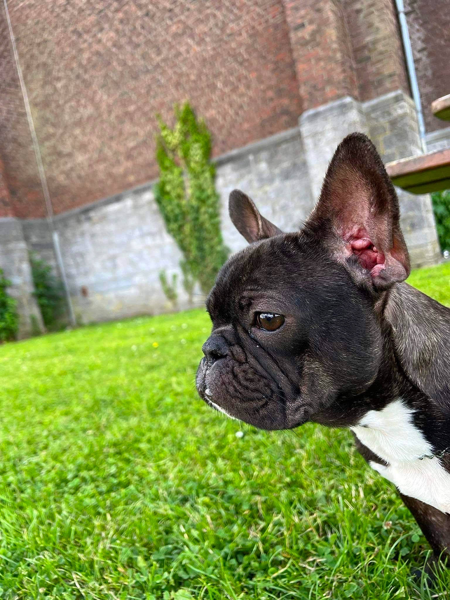 Milo participe au concours pour gagner de l'argent avec cette photo : bulldog, canidae, carnivore, collar, companion_dog, dog, dog_breed, ear, fawn, french_bulldog, grass, non_sporting_group, plant, snout, sporting_group, terrestrial_animal, toy_dog, whiskers, working_animal, wrinkle