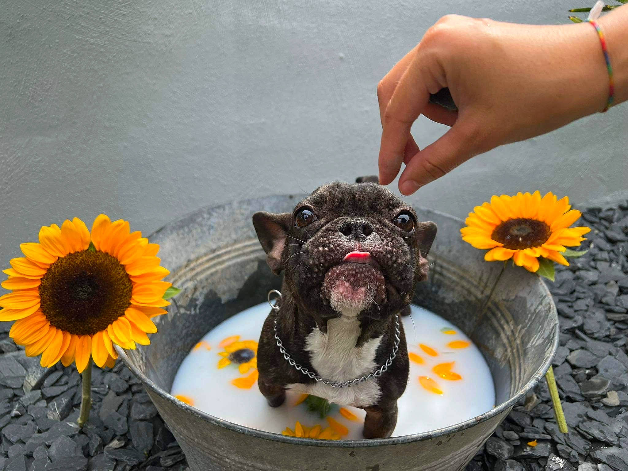 Milo participe au concours pour gagner de l'argent avec cette photo : automotive_tire, carnivore, companion_dog, dog, dog_breed, dog_food, dog_supply, fawn, flower, grass, pet_food, pet_supply, petal, plant, snout, sporting_group, toy_dog, vertebrate, working_animal, wrist