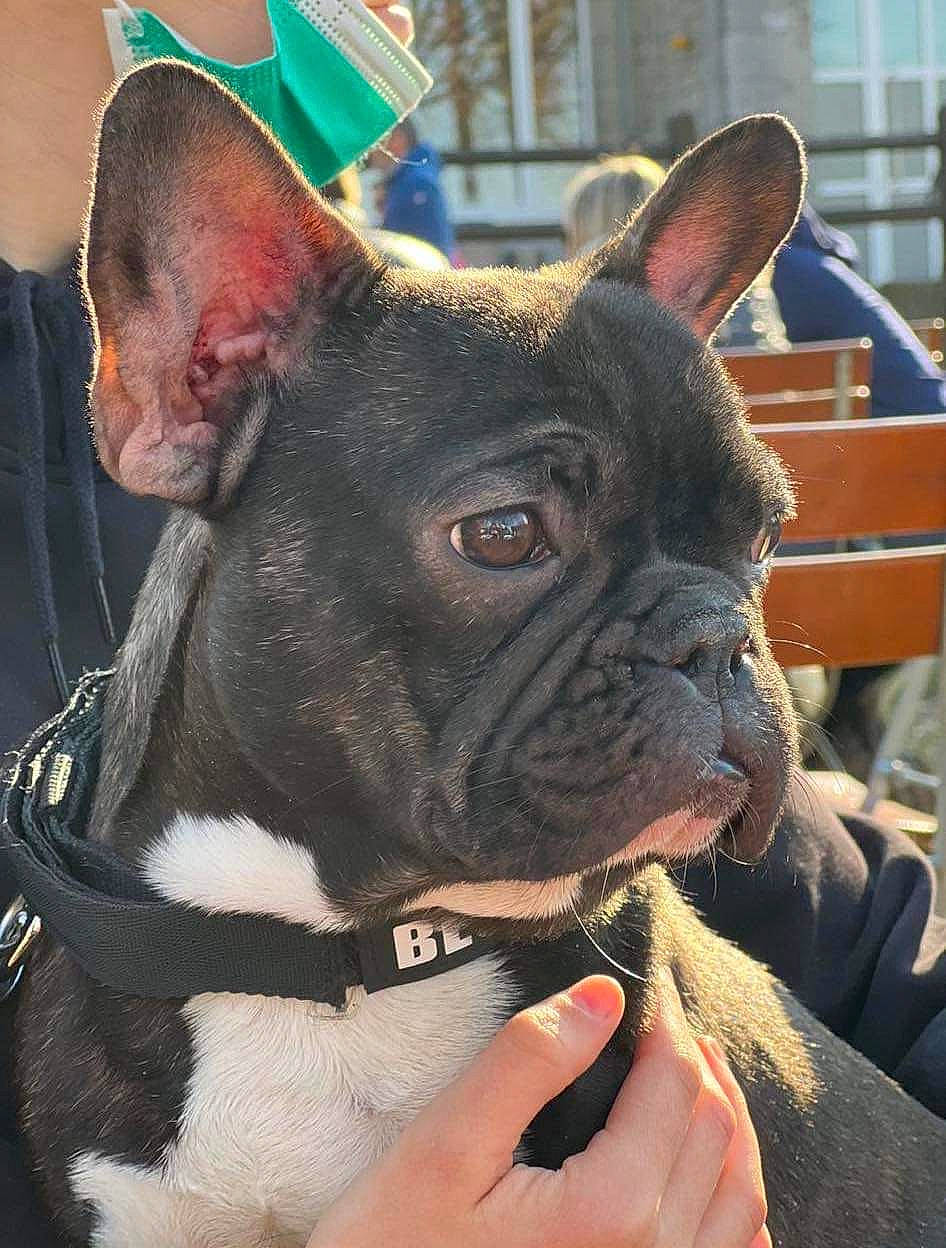 Milo a rejoint le concours — aidez-le/la à gagner de superbes lots ! bulldog, canidae, carmine, carnivore, collar, companion_dog, dog, dog_breed, dog_collar, ear, fawn, french_bulldog, snout, sporting_group, terrestrial_animal, toy_dog, whiskers, window, working_animal, wrinkle