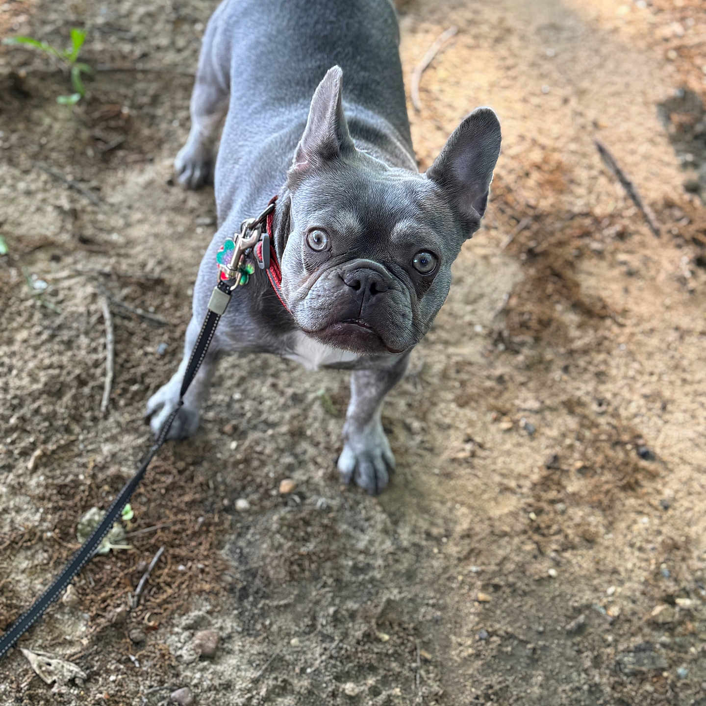 Lily joined the competition — help win amazing prizes! accessories, animal, bostonbull, bulldog, canine, dog, frenchbulldog, leash, pet, pitbull, plant, pug, puppy, soil, strap