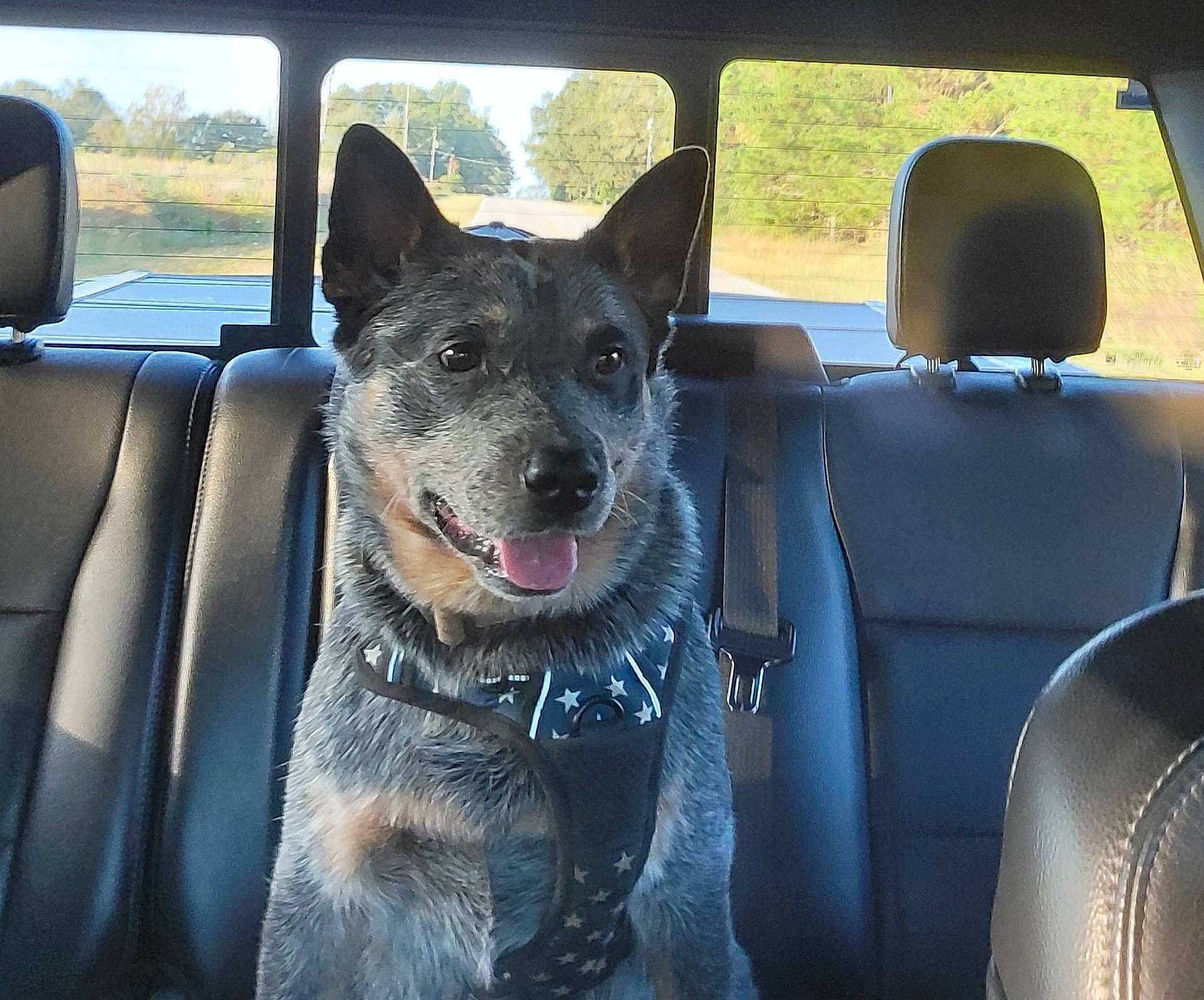 Thor joined the competition — help win amazing prizes! australian_cattle_dog, auto_part, automotive_exterior, car, carnivore, collar, companion_dog, dog, dog_breed, dog_collar, family_car, herding_dog, motor_vehicle, snout, sporting_group, steering_wheel, vehicle, vehicle_door, window, working_animal