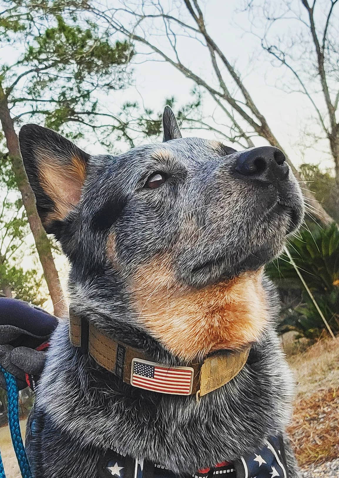 Thor is registered to the contest to win money with this photo: australian_cattle_dog, canidae, carnivore, collar, companion_dog, dog, dog_breed, dog_collar, fashion_accessory, fawn, fur, herding_dog, leash, plant, sky, snout, sporting_group, tree, whiskers, working_animal