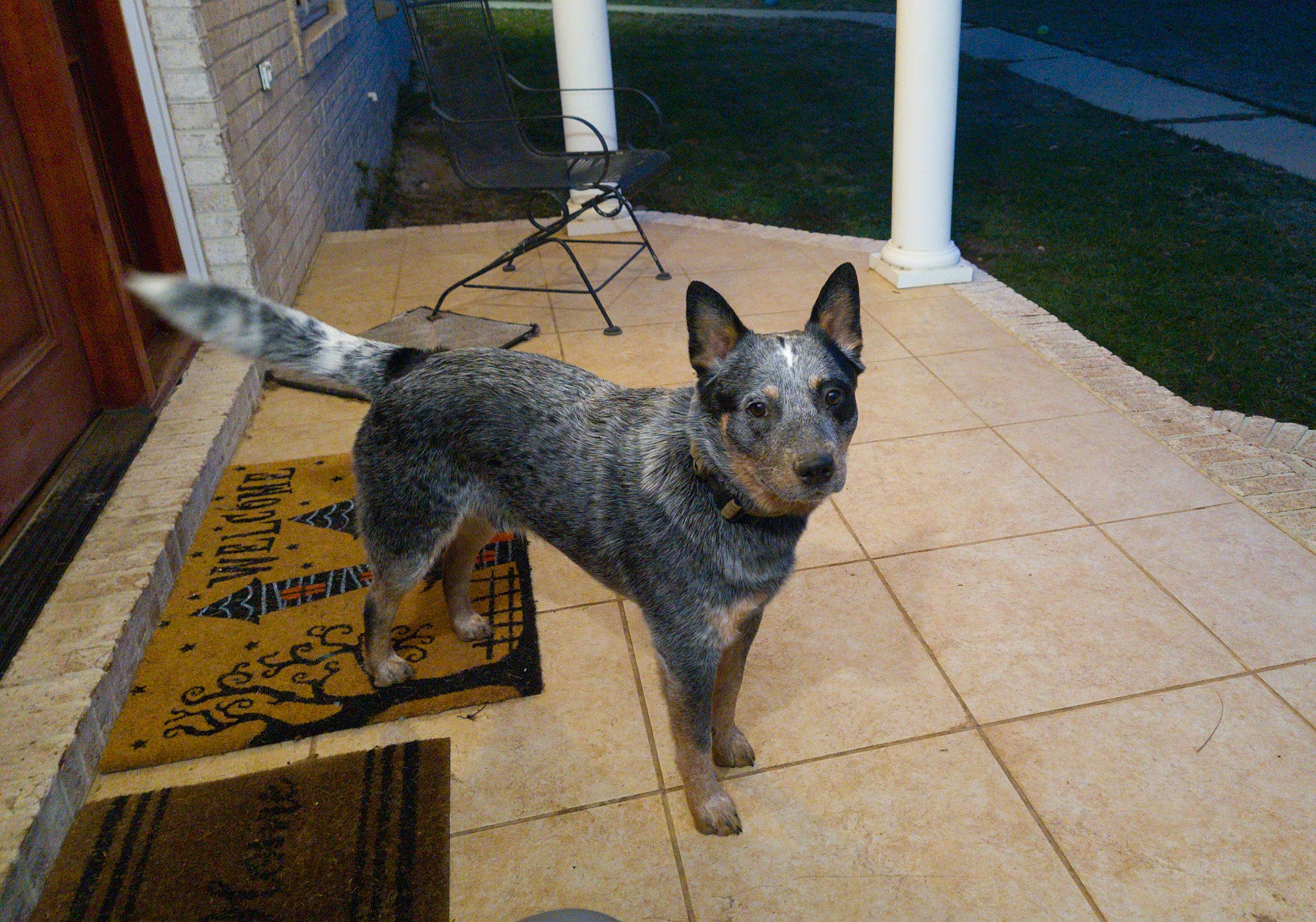 Thor joined the competition — help win amazing prizes! art, canidae, carnivore, companion_dog, concrete, dog, dog_breed, door, flooring, pet_supply, snout, sporting_group, tail, terrestrial_animal, working_animal, working_dog