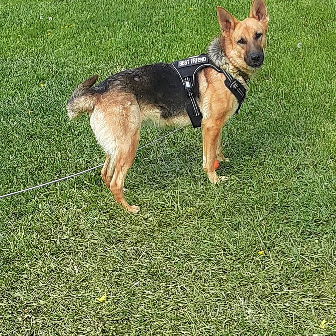 Lily is registered to the contest to win money with this photo: canidae, carnivore, collar, companion_dog, dog, dog_breed, dog_supply, east_european_shepherd, fawn, german_shepherd_dog, grass, guard_dog, herding_dog, king_shepherd, old_german_shepherd_dog, recreation, snout, sporting_group, tail, working_dog