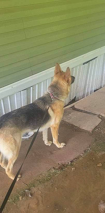 Lily is registered to the contest to win money with this photo: canidae, carnivore, collar, companion_dog, dog, dog_breed, dog_supply, fawn, flooring, line, non_sporting_group, paw, pet_supply, road_surface, snout, sporting_group, tail, wood, working_animal, working_dog