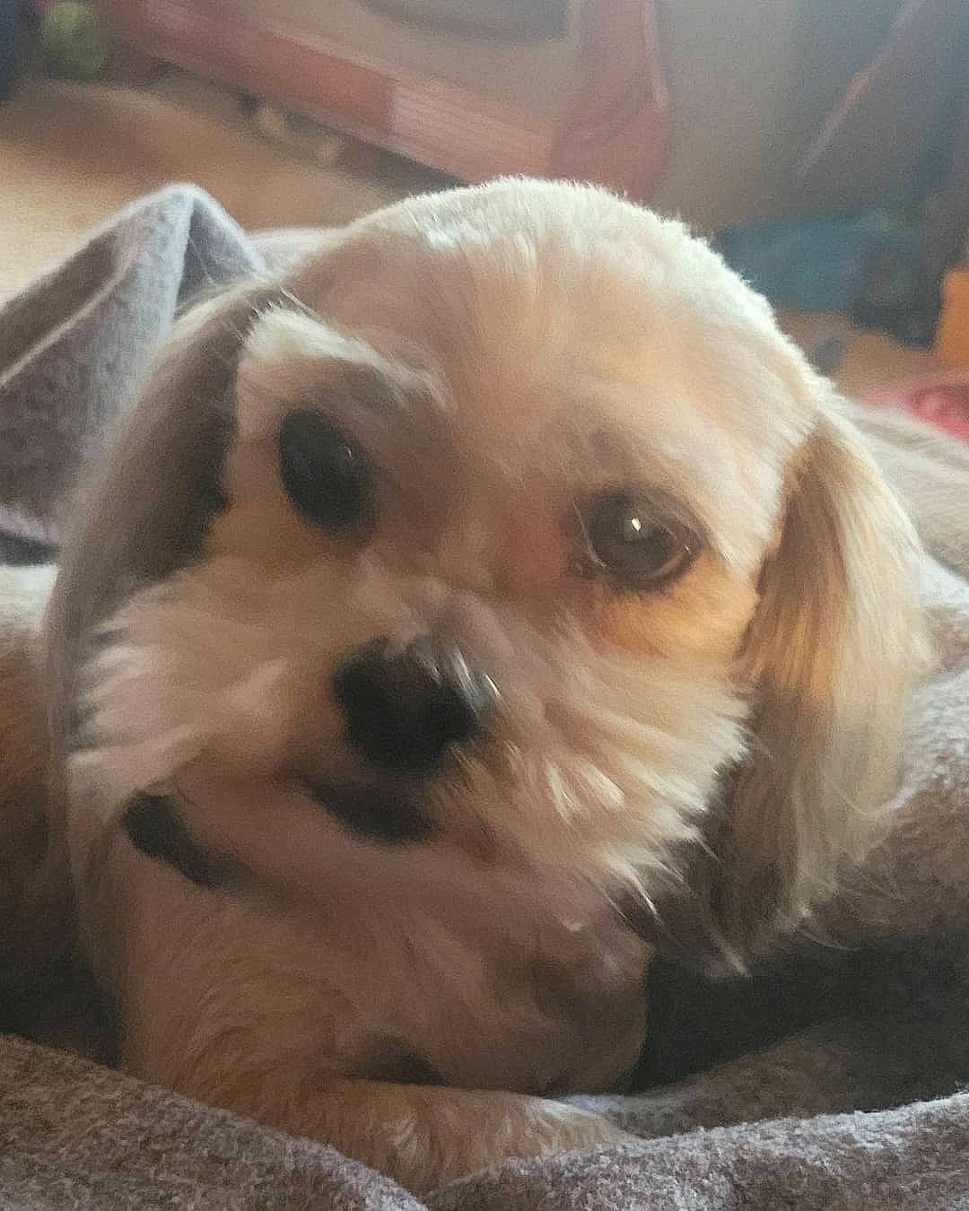 Lady joined the competition — help win amazing prizes! canidae, carnivore, companion_dog, dog, dog_breed, fawn, fur, liver, maltepoo, pet_supply, puppy_love, shih_poo, small_terrier, snout, sporting_group, terrestrial_animal, terrier, toy_dog, whiskers, working_animal