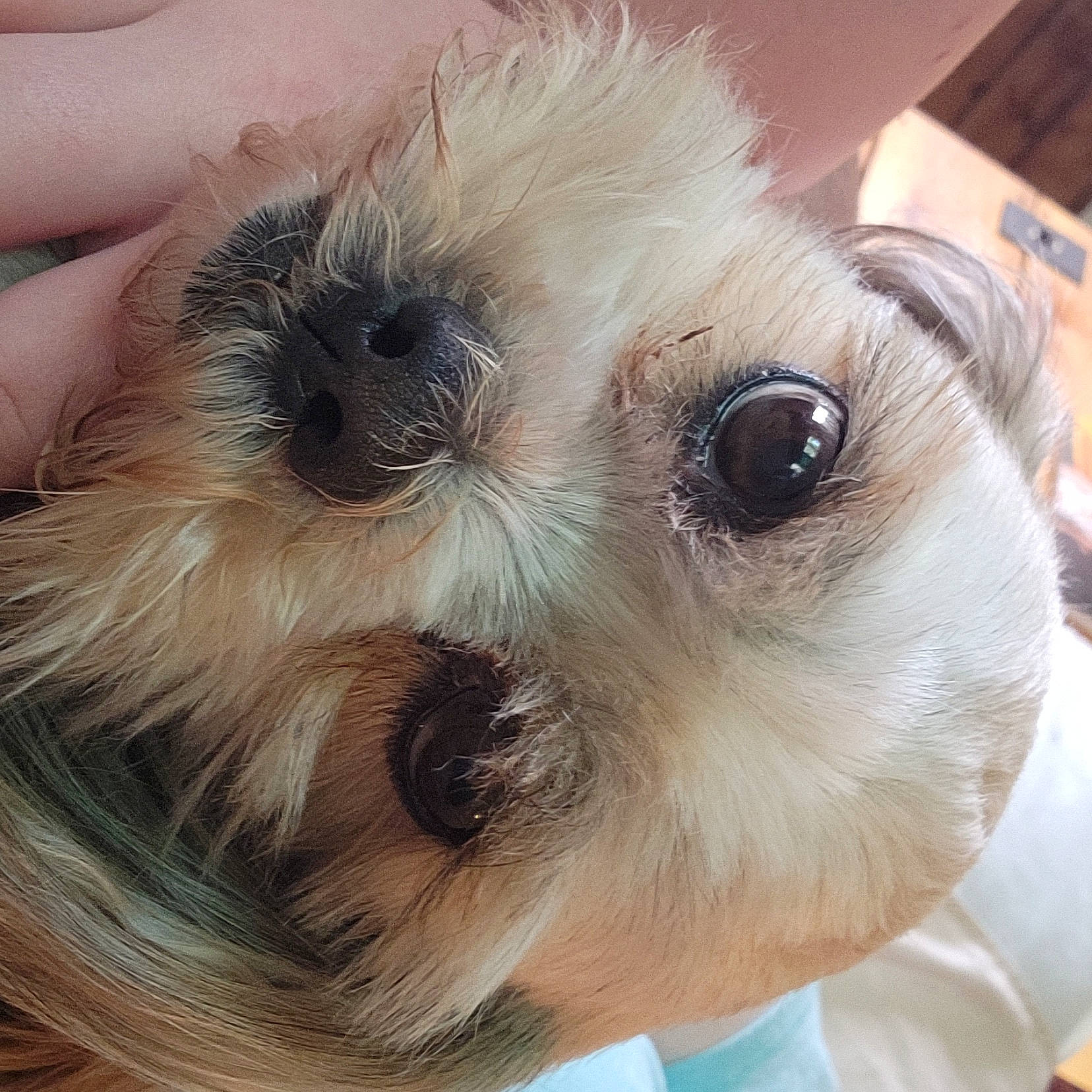 Lady joined the competition — help win amazing prizes! canidae, carnivore, companion_dog, dog, dog_breed, dog_supply, ear, eye, eyewear, fawn, fur, hair, head, pet_supply, snout, sunglasses, toy_dog, vision_care, whiskers, working_animal