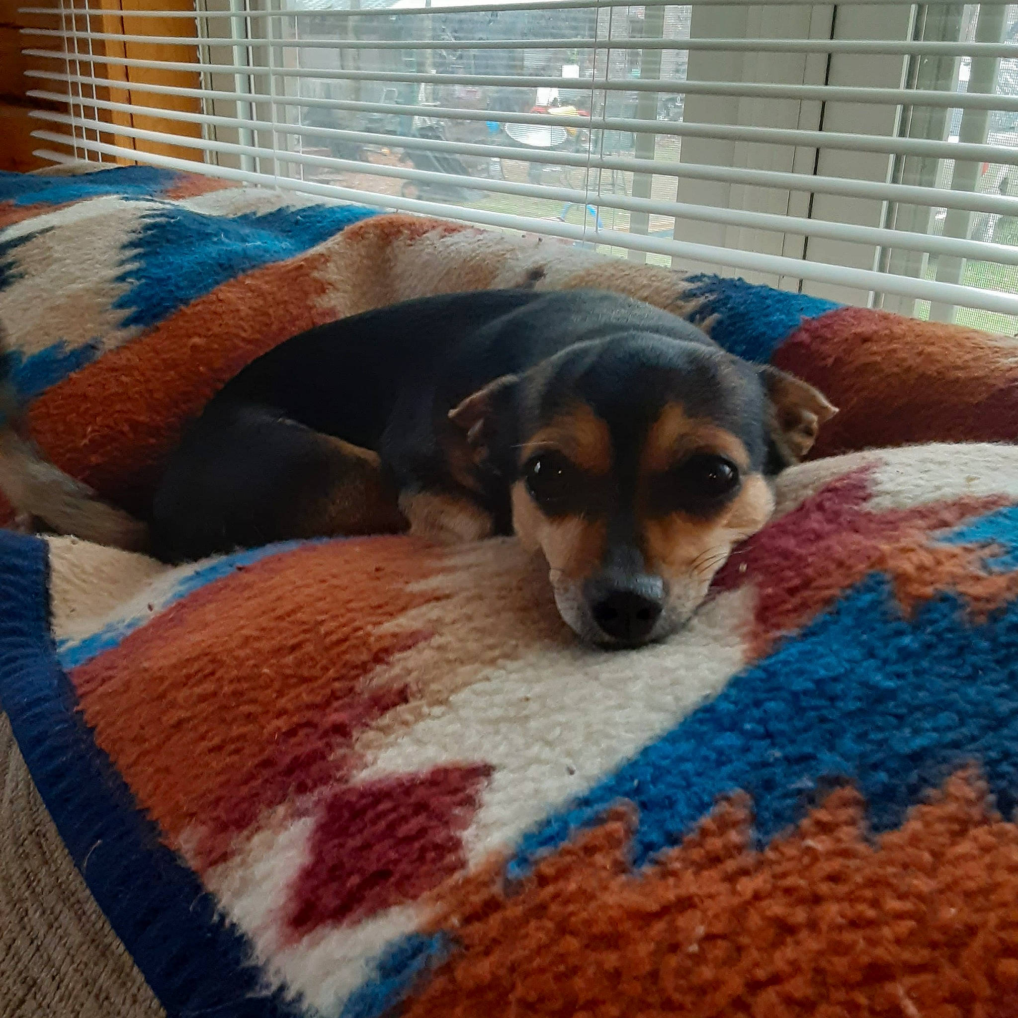 Tagalog joined the competition — help win amazing prizes! canidae, carnivore, comfort, companion_dog, couch, dog, dog_breed, fawn, flooring, fur, linens, pet_supply, room, scent_hound, snout, sporting_group, terrestrial_animal, toy_dog, whiskers, working_animal