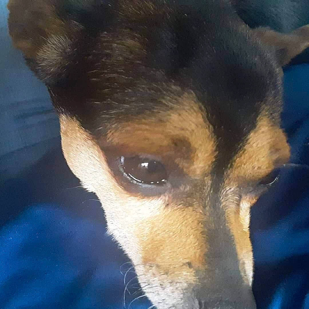 Tagalog joined the competition — help win amazing prizes! ancient_dog_breeds, canidae, carnivore, collar, companion_dog, dog, dog_breed, electric_blue, fawn, fur, non_sporting_group, snout, sporting_group, terrestrial_animal, whiskers, working_animal, working_dog