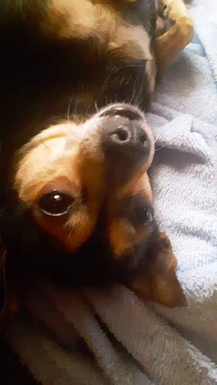 Tagalog is registered to the contest to win money with this photo: canidae, carnivore, companion_dog, dog, dog_breed, ear, fawn, fur, liver, non_sporting_group, pet_supply, snout, sporting_group, terrestrial_animal, toy_dog, whiskers, wood, working_animal