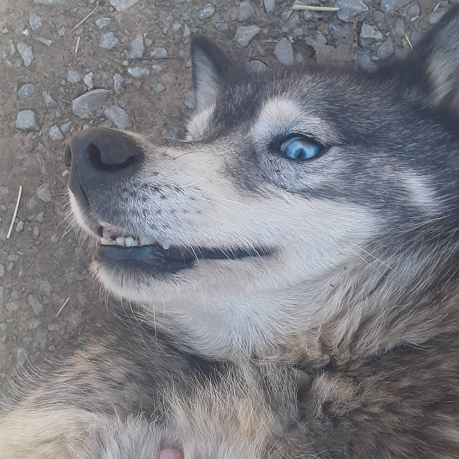 Demon is registered to the contest to win money with this photo: art, canidae, canis, carnivore, close_up, companion_dog, dog, dog_breed, eyelash, fur, grey, jaw, siberian_husky, sled_dog, snout, sporting_group, terrestrial_animal, whiskers, wildlife, wolf