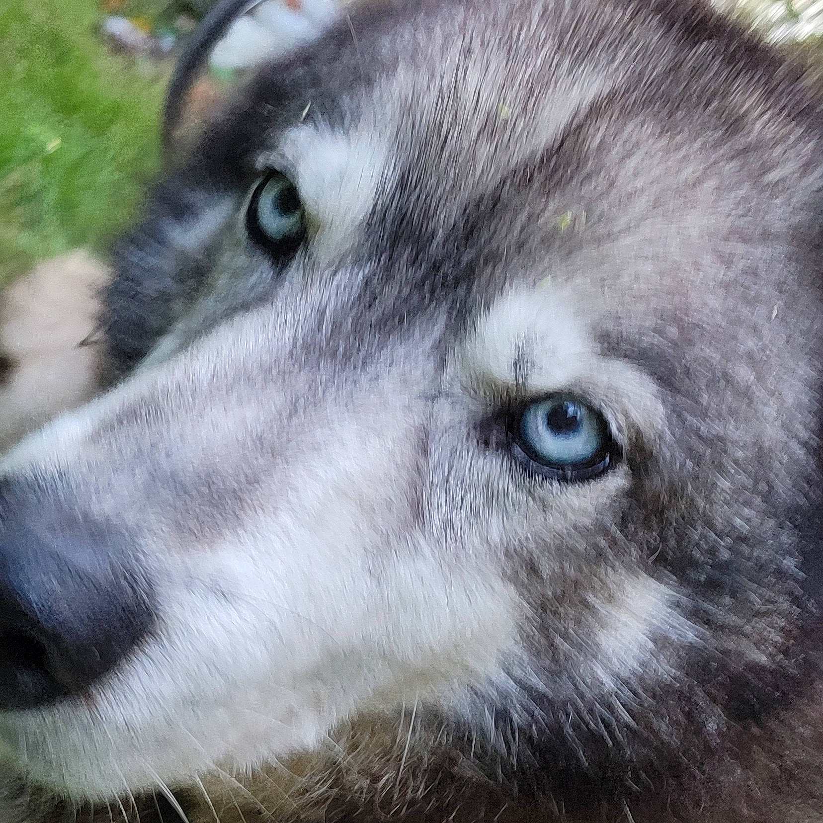 Demon is registered to the contest to win money with this photo: canidae, canis, canis_lupus_tundrarum, carnivore, close_up, dog, dog_breed, eye, eyelash, fur, iris, siberian_husky, sled_dog, snout, sporting_group, terrestrial_animal, whiskers, wildlife, wolf, working_animal