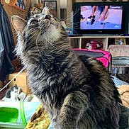 Victoria Cole is registered to the contest to win money with this photo: cat, tabby, feline, pet, indoor, blanket, cozy, curious, whiskers, fur, face, eyes, ears, living_room, television, furniture, picture_frame, home, animal, cute